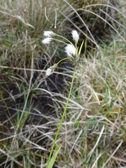 Eriophorum latifolium