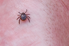 Rhipicephalus maculatus