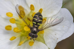 Dasysyrphus laticaudus