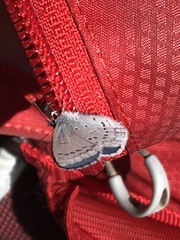 Celastrina echo echo