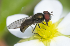 Platycheirus obscurus
