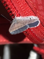 Celastrina echo echo