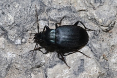 Chlaenius orbus