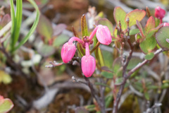 Andromeda polifolia polifolia
