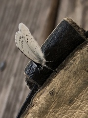 Celastrina echo echo