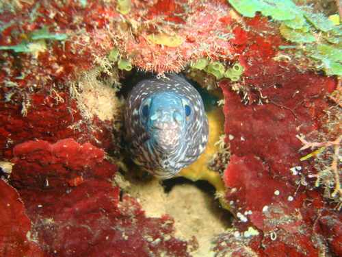 Spotted moray