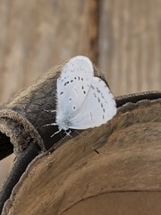 Celastrina echo echo