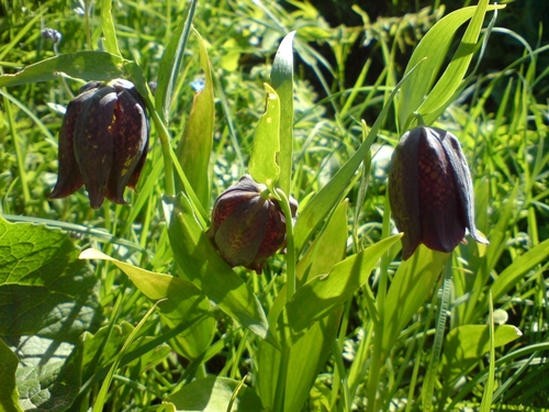 Fritillaria kotschyana