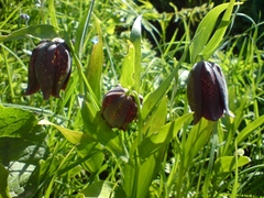 Fritillaria kotschyana