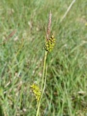 Carex hostiana