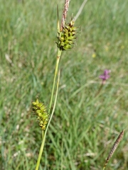 Carex hostiana