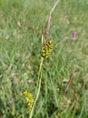 Carex hostiana