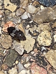 Dermestes marmoratus