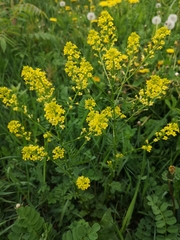 Brassica rapa oleifera