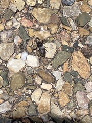 Dermestes marmoratus