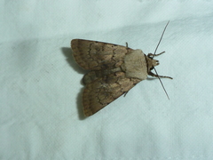 Agrotis cinerea