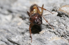 Camponotus festinatus