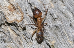 Camponotus festinatus