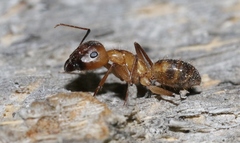 Camponotus festinatus