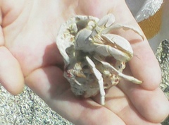 Coenobita scaevola
