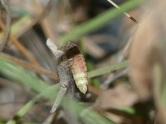 Lampyris fuscata apuliae