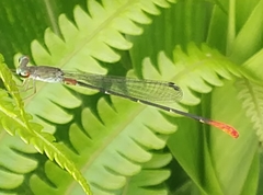 Ceriagrion rubellocerinum