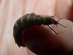 Lampyris fuscata apuliae