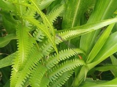 Ceriagrion rubellocerinum