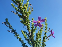 Jamesbrittenia tenuifolia