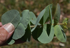 Corymbia setosa