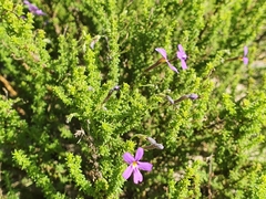 Jamesbrittenia tenuifolia