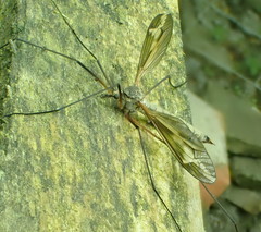 Tipula vittata