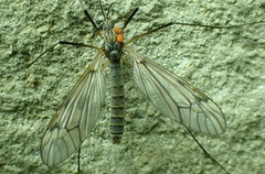 Tipula varipennis