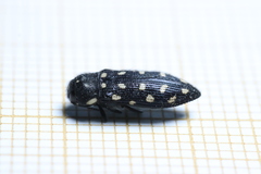 Acmaeotethya