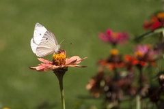 Pieris rapae