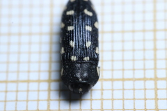 Acmaeotethya