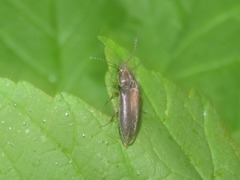 Cidnopus aeruginosus