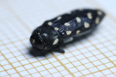 Acmaeotethya