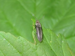 Cidnopus aeruginosus