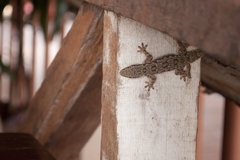 Hemidactylus platyurus