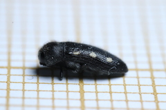 Acmaeodera bipunctata