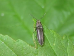 Cidnopus aeruginosus