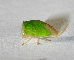 Stictocephala militaris
