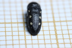 Acmaeodera bipunctata