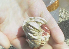 Coenobita scaevola