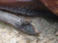 Ripipteryx rivularia