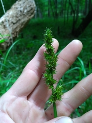 Carex stipata maxima