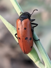 Hycleus scutellatus
