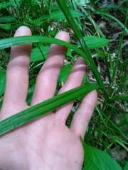Carex stipata maxima