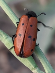 Hycleus scutellatus